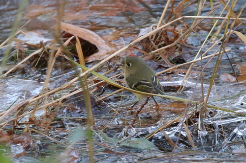 Ruby-crowned Kinglet photographed in Connecticut