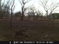 Pternistis bicalcaratus