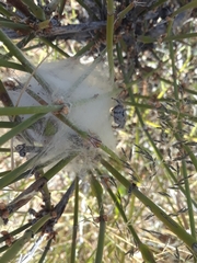 Phidippus octopunctatus