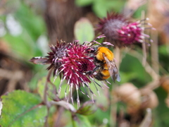 Bombus diversus