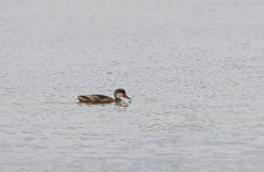 Anas bahamensis galapagensis