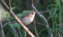 Locustella luscinioides