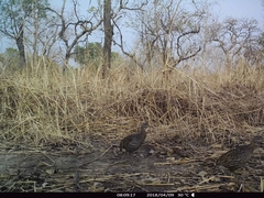 Pternistis bicalcaratus