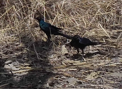 Lamprotornis caudatus