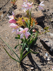 Ixia longituba