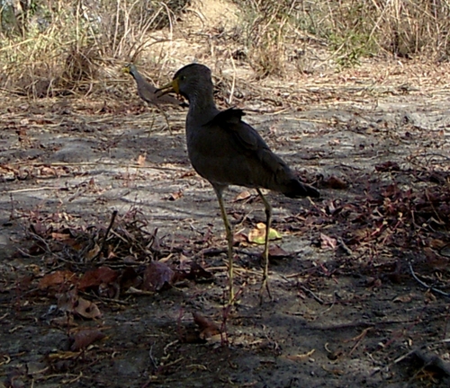 Wattled Lapwing