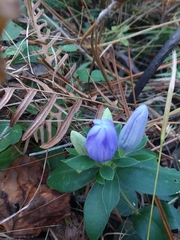 Gentiana catesbaei