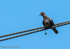 Streptopelia senegalensis