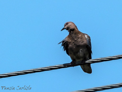 Streptopelia senegalensis