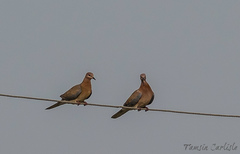 Streptopelia senegalensis