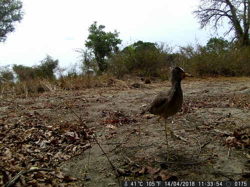 Wattled Lapwing