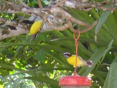 Coereba flaveola luteola