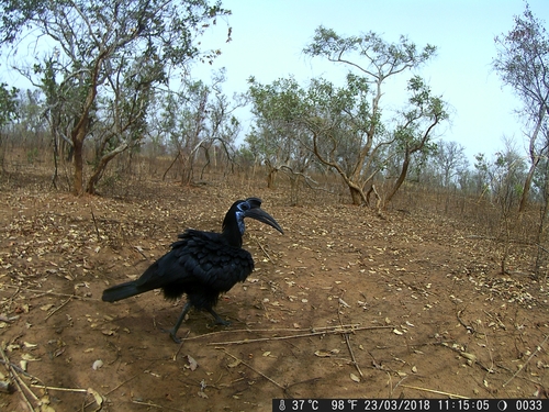 Abyssinian Ground-Hornbill