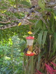 Coereba flaveola luteola