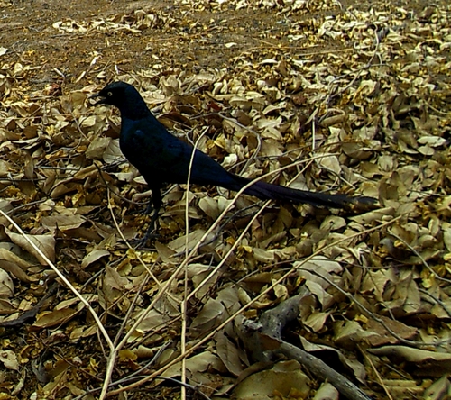 Long-tailed Glossy Starling