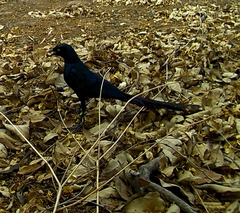 Lamprotornis caudatus