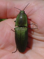 Chalcolepidius