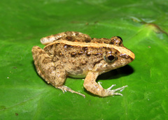 Minervarya syhadrensis