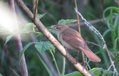 Locustella luscinioides