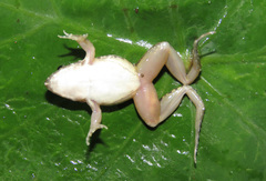 Minervarya syhadrensis