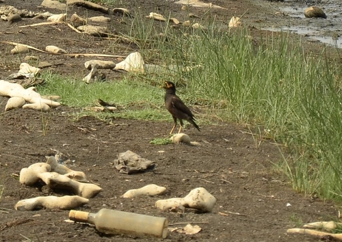 Typical Mynas