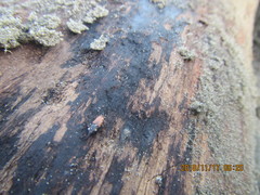 Mesites pallidipennis