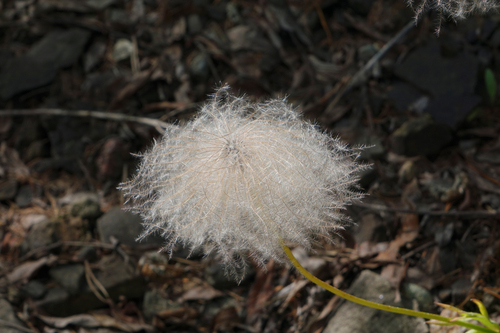 Image of Pulsatilla dahurica by (c) Oleg Kosterin, some rights reserved (CC BY)