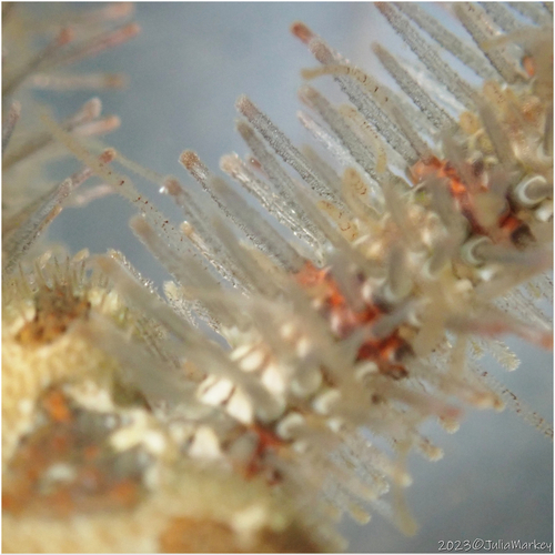 Ophiothrix spiculata image