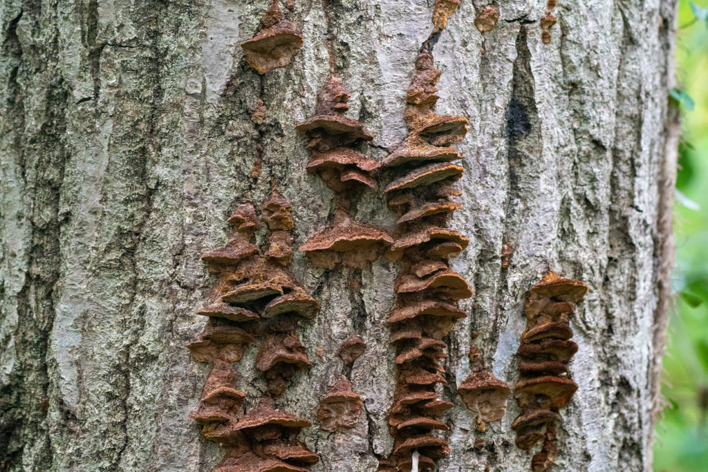 Fuscoporia gilva · May 2023 · photo: © tbc_watanabe (iNaturalist, cc-by)