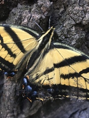 Papilio multicaudata