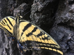 Papilio multicaudata