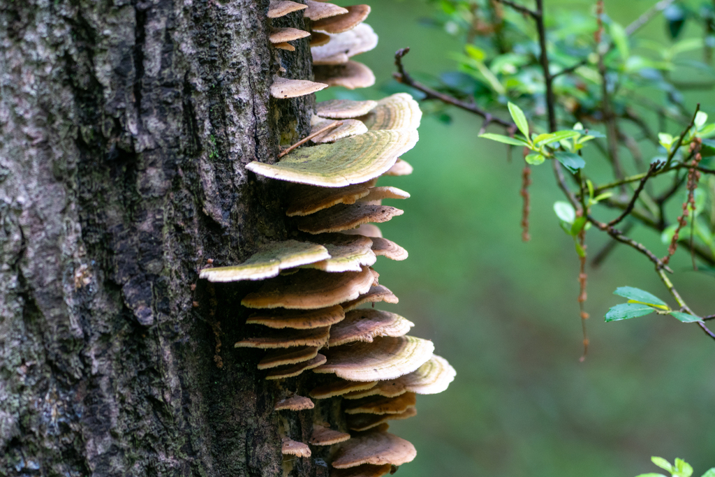 Trichaptum biforme · May 2023 · photo: © tbc_watanabe (iNaturalist, cc-by)