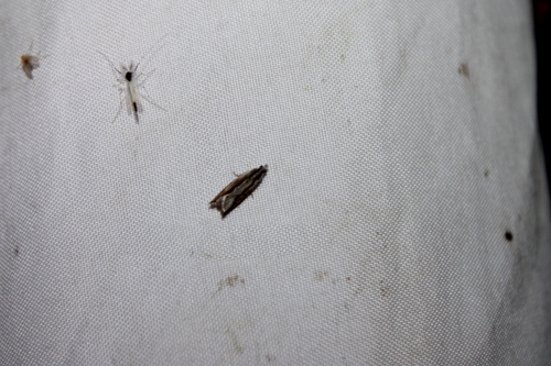 Ancylis diminuatana photo 3