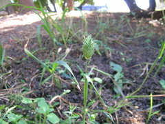 Phalaris canariensis