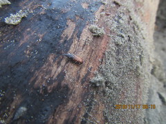 Mesites pallidipennis