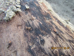Mesites pallidipennis