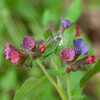 Swiss Lungwort - Photo (c) Nicolas Schwab, some rights reserved (CC BY-NC), uploaded by Nicolas Schwab