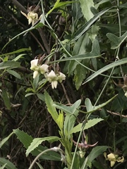 Araujia angustifolia