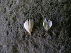 Phalaris canariensis