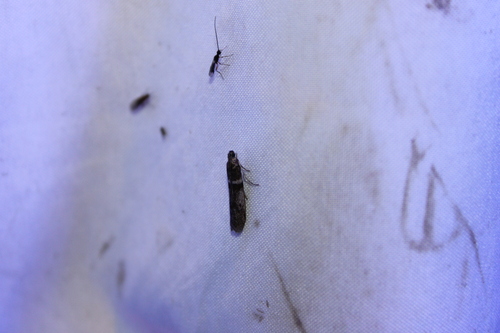 Myelopsis subtetricella photo 5