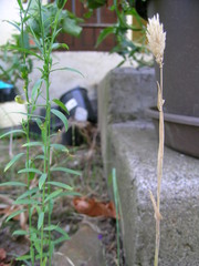 Phalaris canariensis