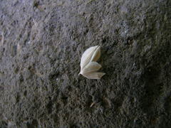 Phalaris canariensis