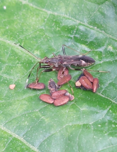 Neopamera neotropicalis