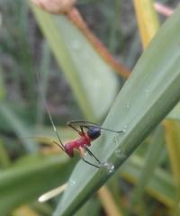Scaphura elegans
