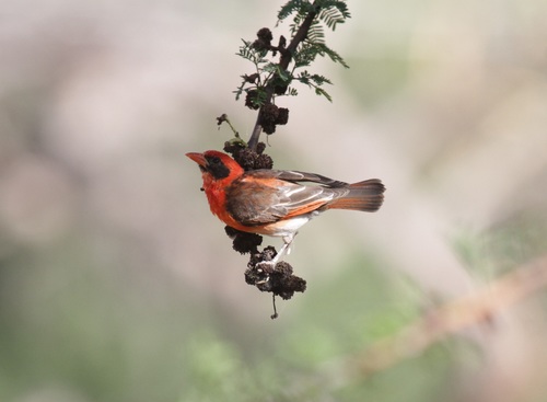 Red-headed Weaver