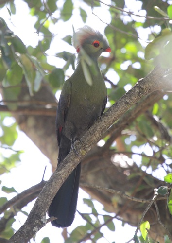 Prince Ruspoli's Turaco