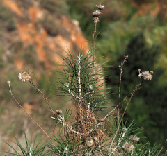 Ptilostemon chamaepeuce