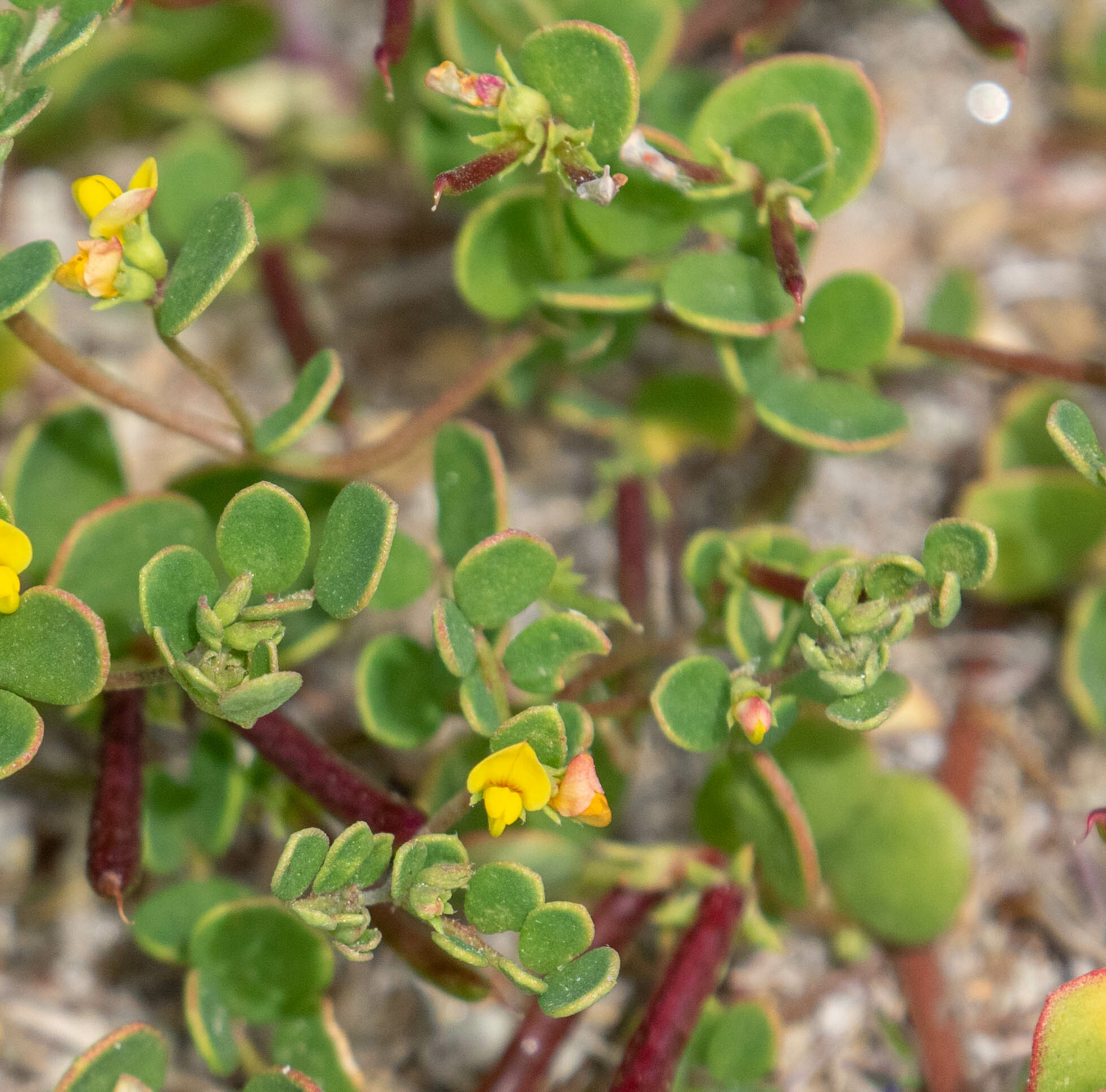 Acmispon maritimus