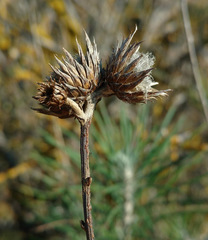 Ptilostemon chamaepeuce