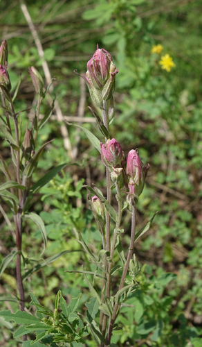 Castilleja rubra (Castilleja rubra)